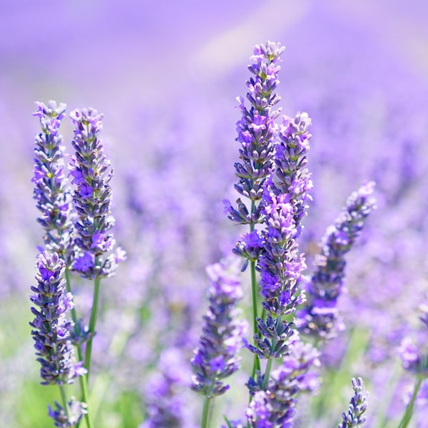 Lavender Grosso
