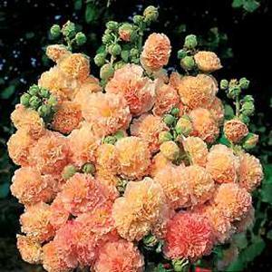 Hollyhock 'Peaches of Dreams'