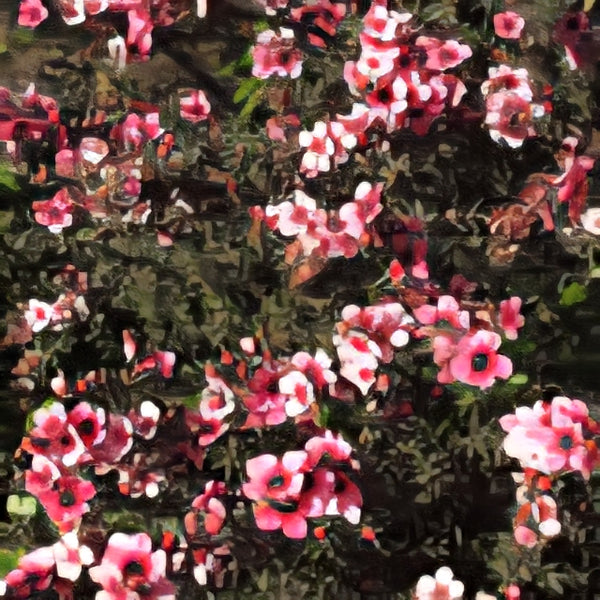 Leptospermum 'Martinii'