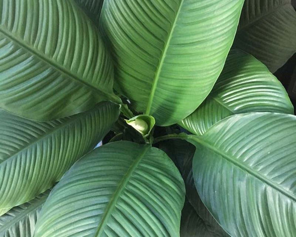 Spathiphyllum Sensation
