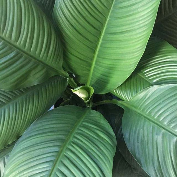 sensation plant vs peace lily Spathiphyllum