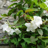 Mandevilla laxa