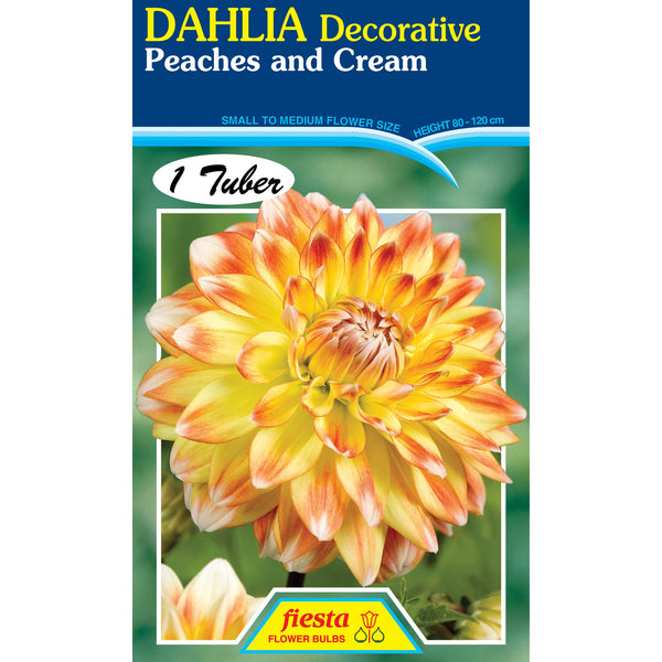 DAHLIA 'Peaches and Cream'