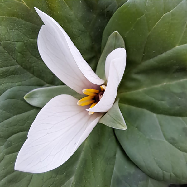 TRILLIUM CHLOROPETALUM
