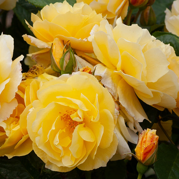 Rose Valerie Webster