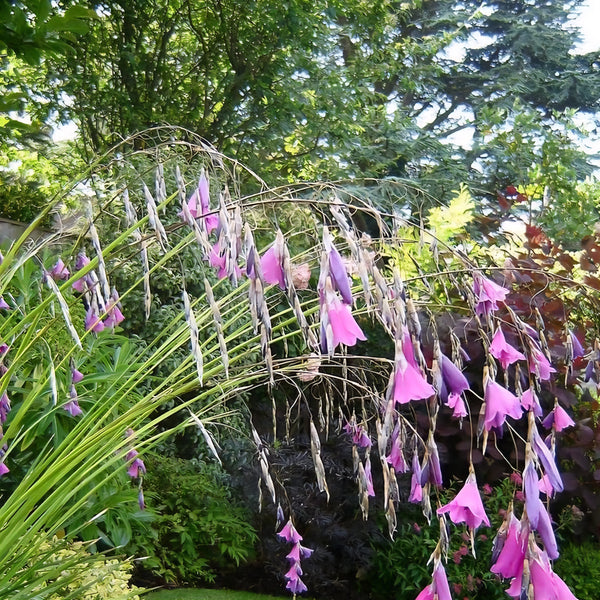 Dierama 'Pink'