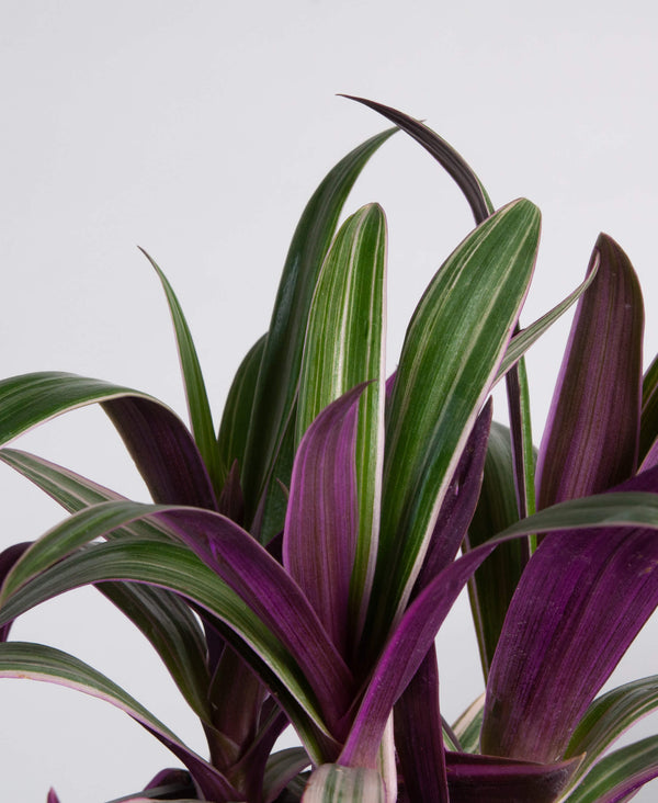 Tradescantia Spathacea