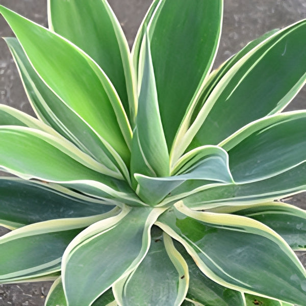 Agave Ray of Light