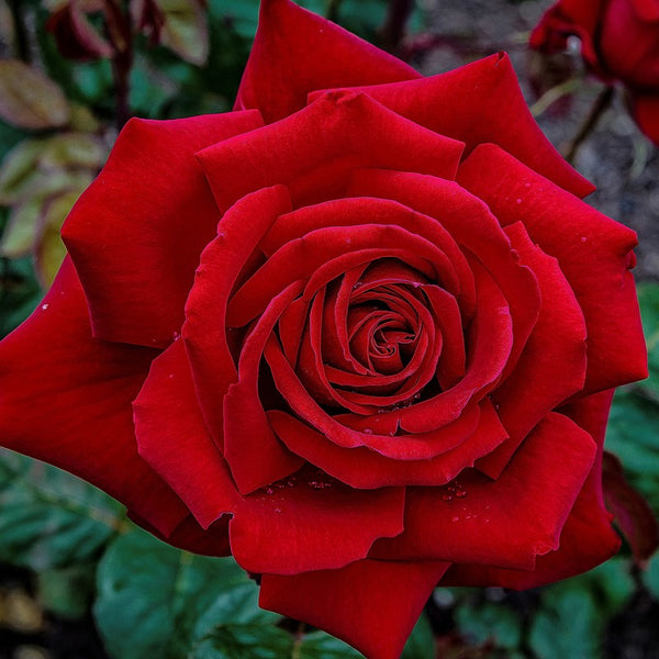 Rose Loving Memory