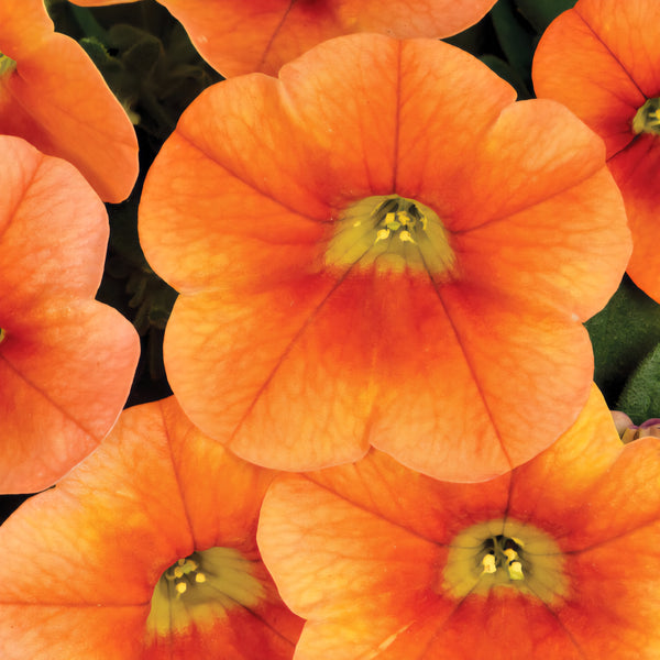 Calitastic  | Calibrachoa | Pumpkin Spice