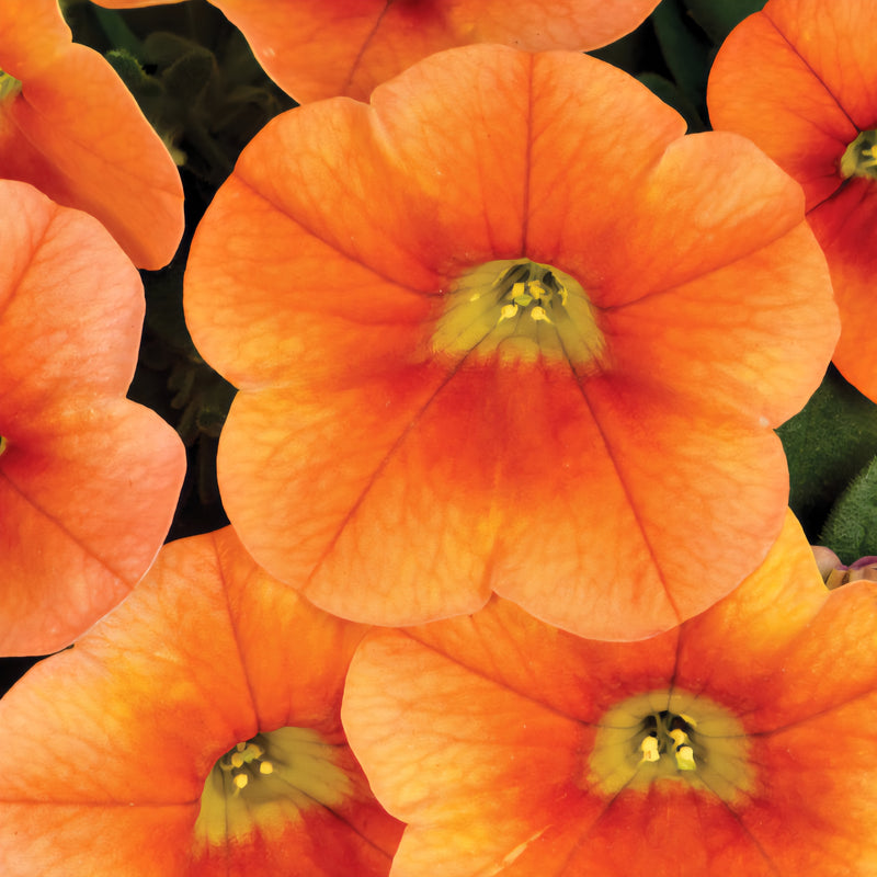 Calitastic  | Calibrachoa | Pumpkin Spice