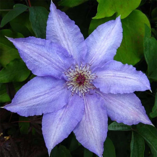 CLEMATIS 'ALICE FISK'
