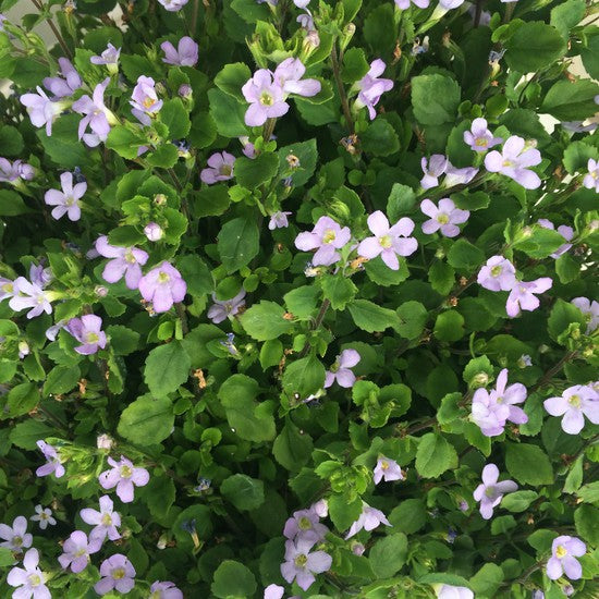 Bacopa Lavender Storm