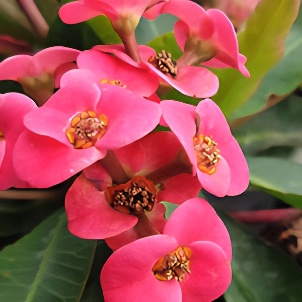 Euphorbia Lipstick