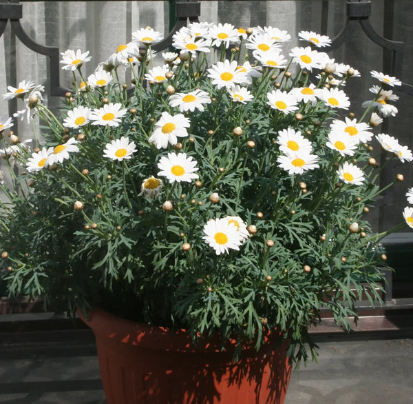 Argyranthemum 'Polly'