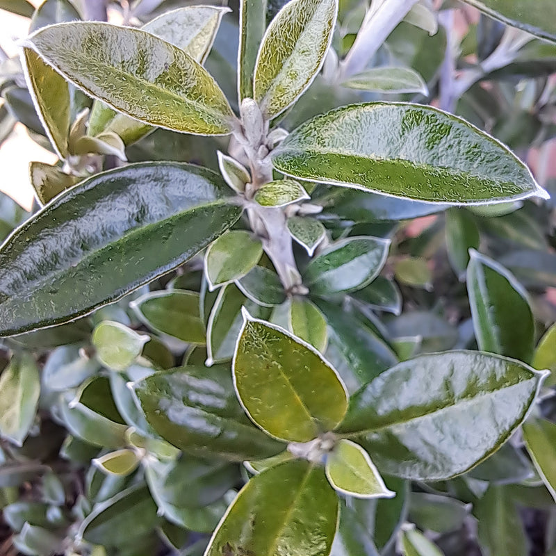 Corokia Pounamu