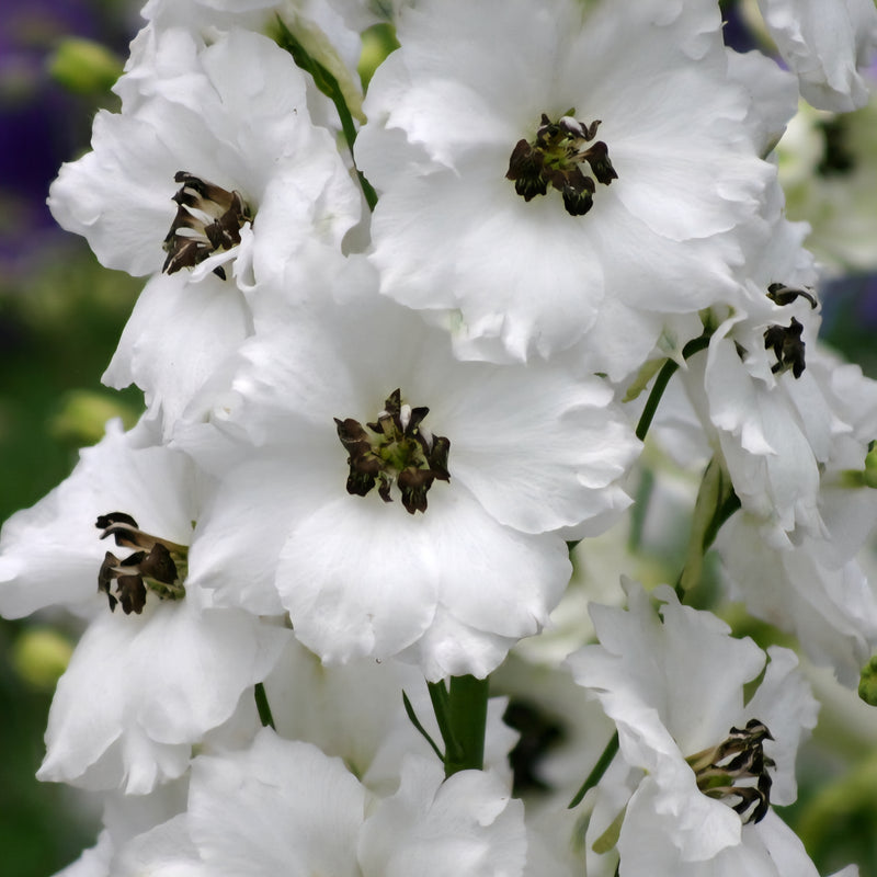 Delphinium Black Eyed Angels