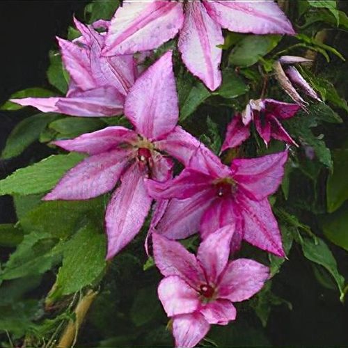 CLEMATIS 'JOHN WARREN'