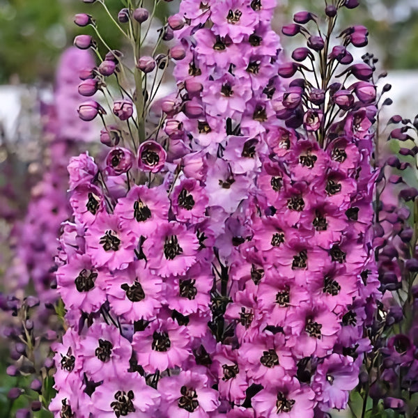 Delphinium Dusky Maidens