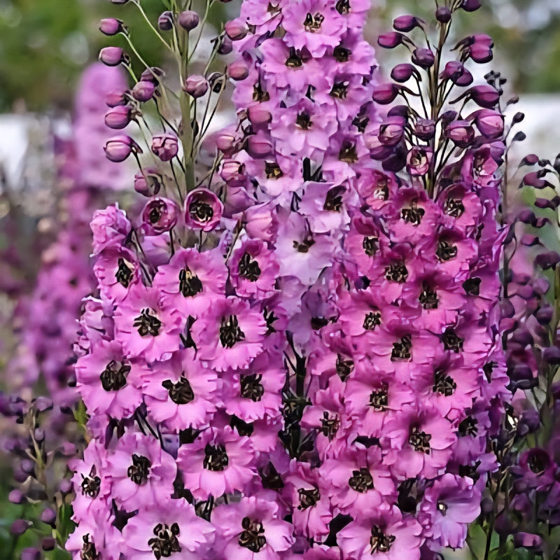 Delphinium Dusky Maidens