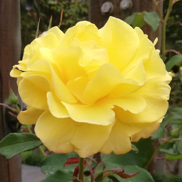 Climbing Rose Kaiteri Gold