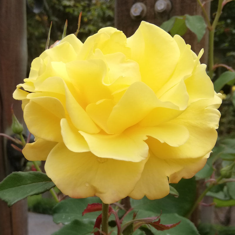 Climbing Rose Kaiteri Gold