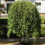Salix caprea ‘Kilmarnock’ 1.7CM STD