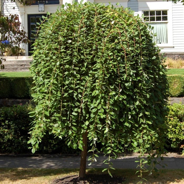 Salix caprea ‘Kilmarnock’ 1.7CM STD
