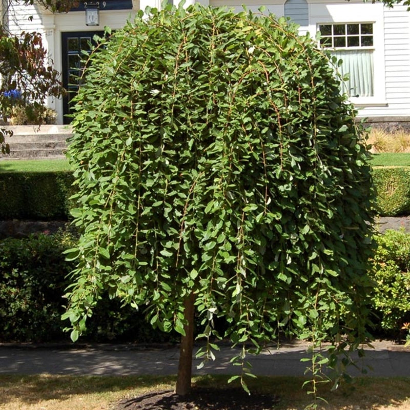 Salix caprea ‘Kilmarnock’ 1.7CM STD