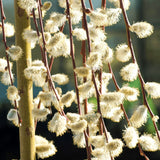Salix caprea ‘Kilmarnock’ 1.7CM STD