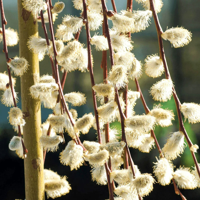 Salix caprea ‘Kilmarnock’ 1.7CM STD