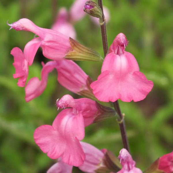 Salvia 'La Siesta' 9cm