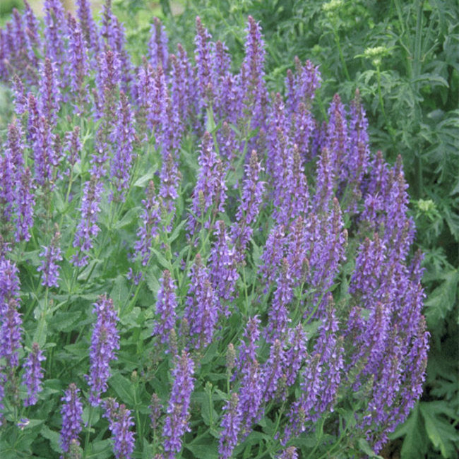 Salvia Blue Hills
