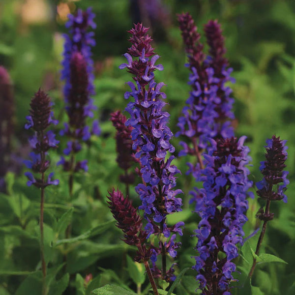 Salvia New Dimension Blue