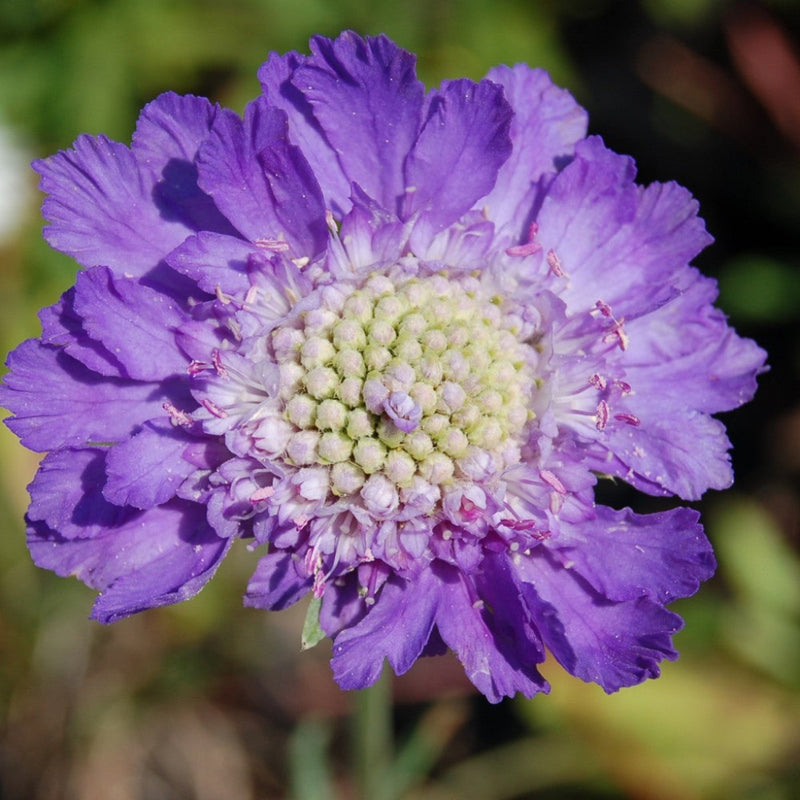 Scabiosa Fama Blue