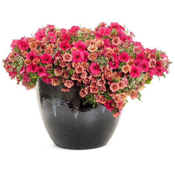 Supertunia Vista Paradise