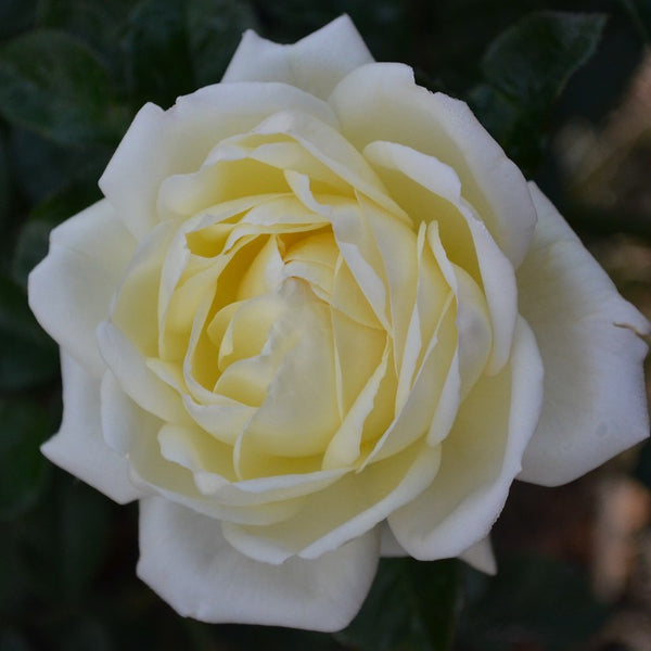 Climbing Rose Sir Edmund Hilary