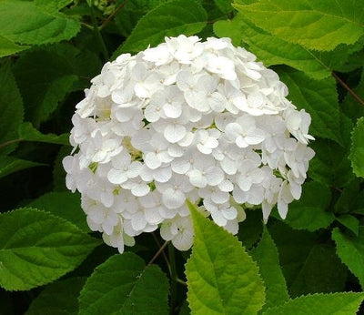 Hydrangea m Snowball