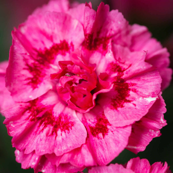 Dianthus | Sugar Plum Raspberry