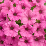 Supertunia Mini Vista Hot Pink