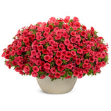 Supertunia Mini Vista Scarlet