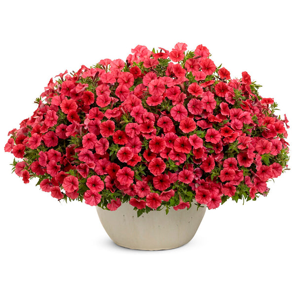 Supertunia Mini Vista Scarlet