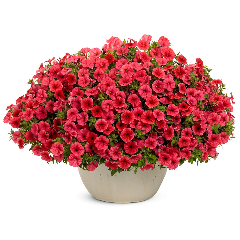 Supertunia Mini Vista Scarlet