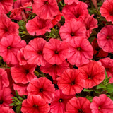 Supertunia Mini Vista Scarlet