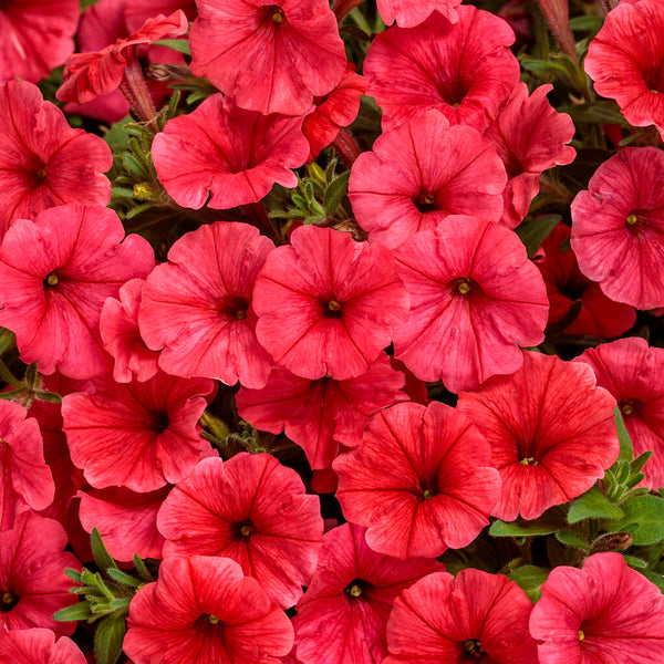 Supertunia Mini Vista Scarlet