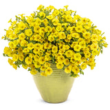 Supertunia Mini Vista Yellow
