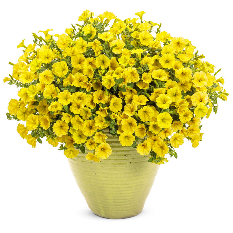 Supertunia Mini Vista Yellow