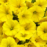 Supertunia Mini Vista Yellow