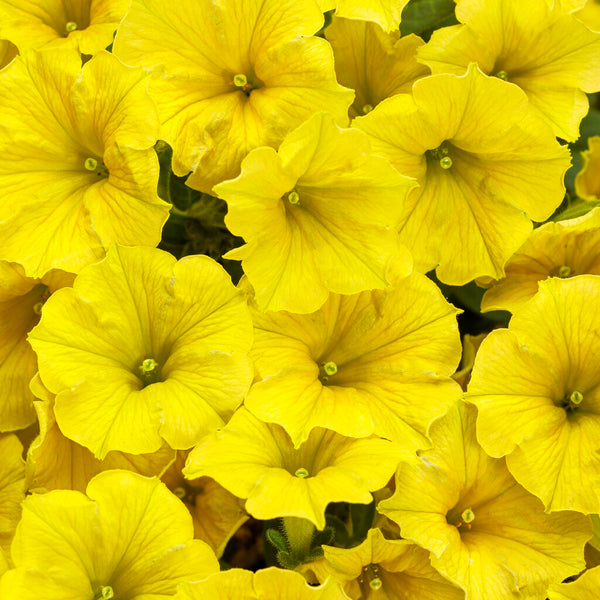 Supertunia Mini Vista Yellow