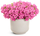 Supertunia Vista Bubblegum
